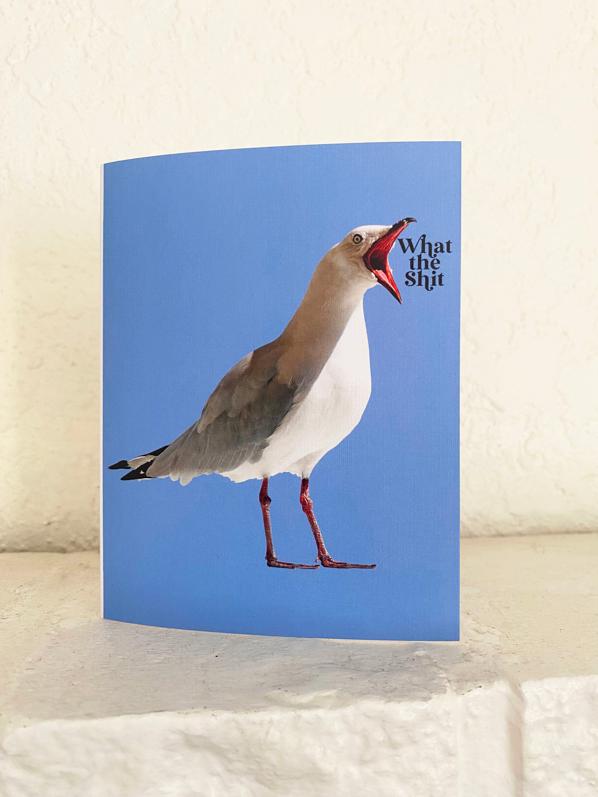 greeting card what the shit seagull bird yelling funny cards coin laundry montana fun sympathy card blue 