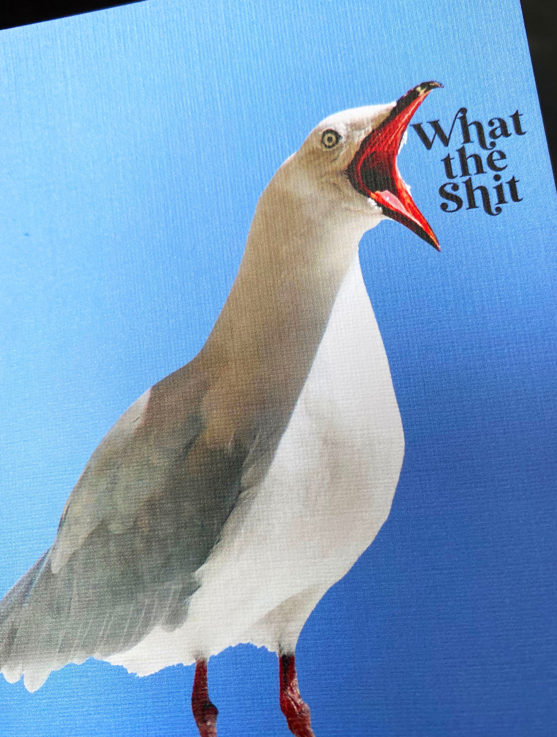greeting card with pretty blue background seagull ocean seaside funny joke what the shit birthday graduation bird yelling coin laundry fun cards